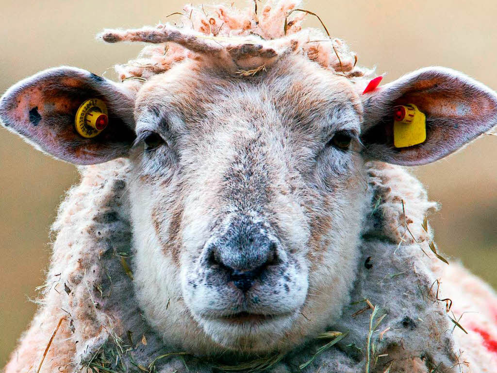 30 Schafe stehen in einem Garten in Lörrach-Stetten - Badische Zeitung