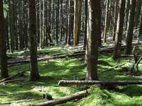 "Waldbaden": Japan-Trend kommt im Schwarzwald an "Waldbaden": Japan-Trend kommt im Schwarzwald an