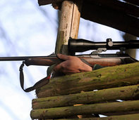 Die stärkere Jagd auf Rehe und Schwarzwild bewährt sich Die stärkere Jagd auf Rehe und Schwarzwild bewährt sich