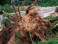 Kurzunwetter wütet in und um Steinen: Bäume entwurzelt Kurzunwetter wütet in und um Steinen: Bäume entwurzelt