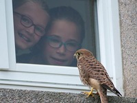 Familie lebt mit sieben Turmfalken unter einem Dach Familie lebt mit sieben Turmfalken unter einem Dach