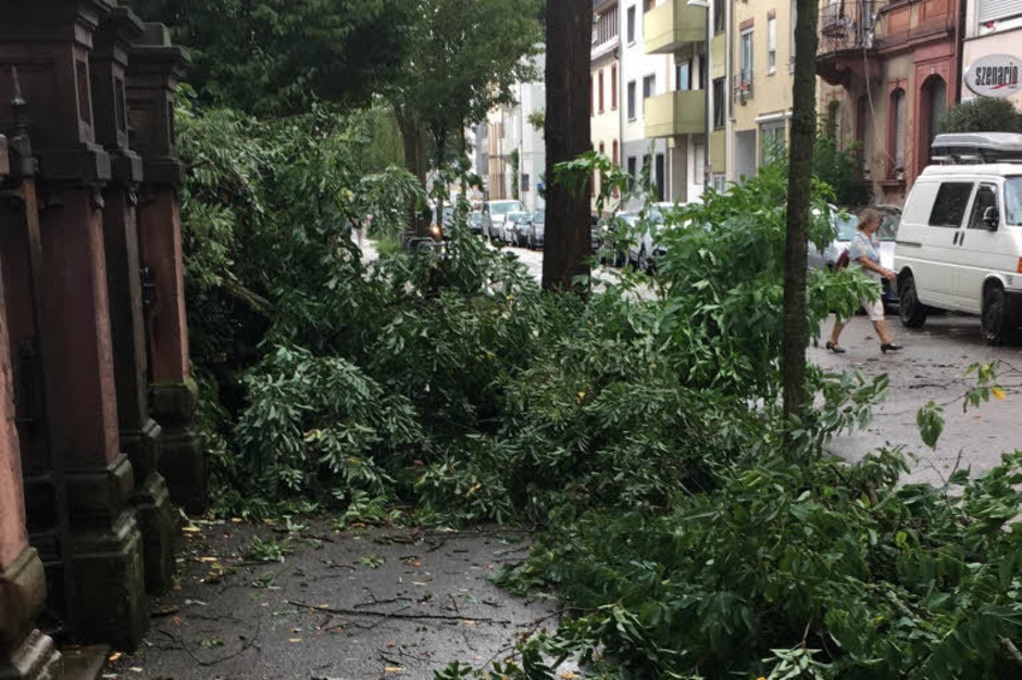 Ein kurzes und heftiges Unwetter hat in Freiburg Bäume entwurzelt und Menschen die Sicht genommen. (Foto: Alexandra Röderer) Ein kurzes und heftiges Unwetter hat in Freiburg Bäume entwurzelt und Menschen die Sicht genommen. (Foto: Alexandra Röderer)