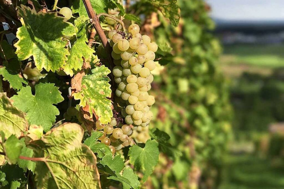 Die letzten Trauben vor dem "Herbschten" (Schönberg) (Foto: Stephanie Tast) Die letzten Trauben vor dem "Herbschten" (Schönberg) (Foto: Stephanie Tast)