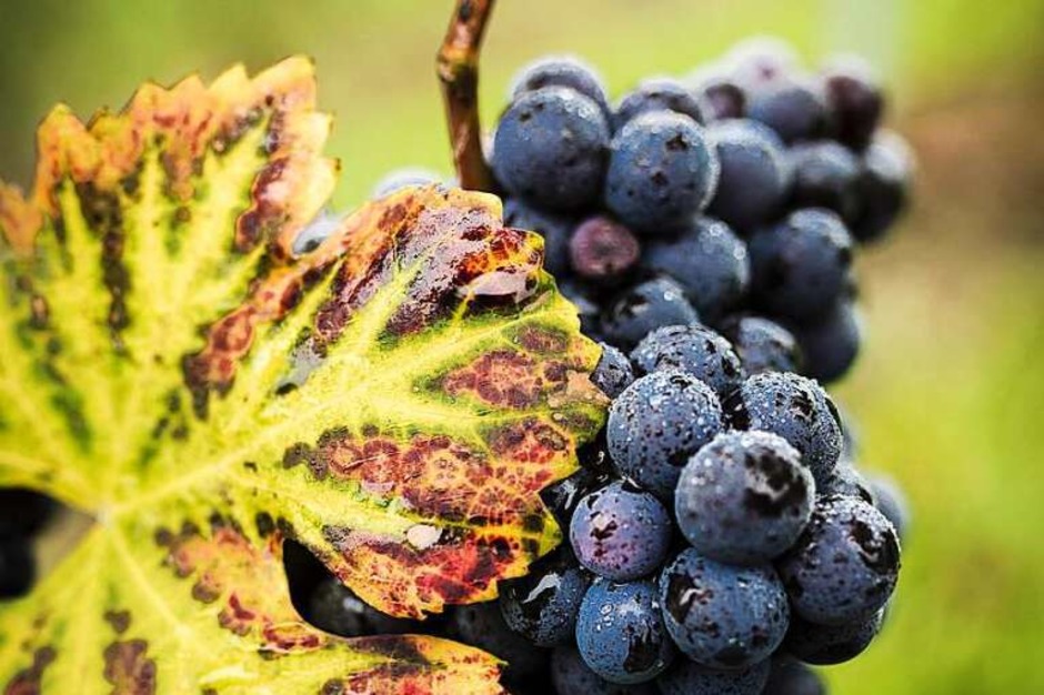 Pinot (Sulzburg-Laufen) (Foto: Carl Brugger) Pinot (Sulzburg-Laufen) (Foto: Carl Brugger)