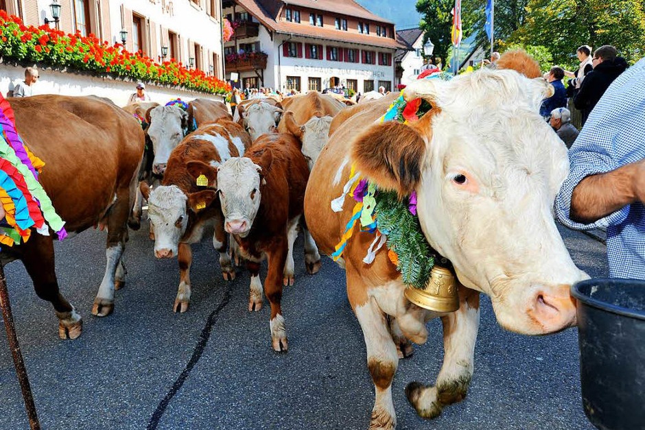 Ein buntes Bild bot sich den vielen Zuschauern beim Almabtrieb am Sonntagvormittag. (Foto: Horst Dauenhauer) Ein buntes Bild bot sich den vielen Zuschauern beim Almabtrieb am Sonntagvormittag. (Foto: Horst Dauenhauer)