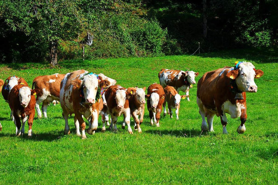 Ein buntes Bild bot sich den vielen Zuschauern beim Almabtrieb am Sonntagvormittag. (Foto: Horst Dauenhauer) Ein buntes Bild bot sich den vielen Zuschauern beim Almabtrieb am Sonntagvormittag. (Foto: Horst Dauenhauer)