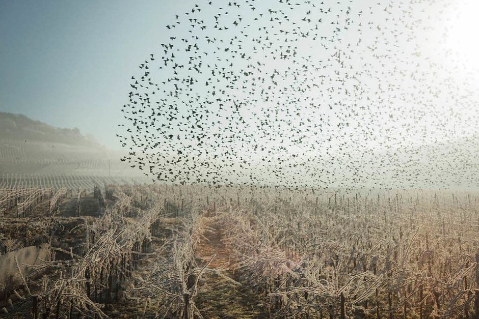 Siegerfoto in der Kategorie Land: Blick aus dem ICE – Surreale Weinberge mit Vogelschwarm am Neujahrstag 2017 (Bad Bellingen) von Damian Wagner (Foto: Damian Wagner) Siegerfoto in der Kategorie Land: Blick aus dem ICE – Surreale Weinberge mit Vogelschwarm am Neujahrstag 2017 (Bad Bellingen) von Damian Wagner (Foto: Damian Wagner)