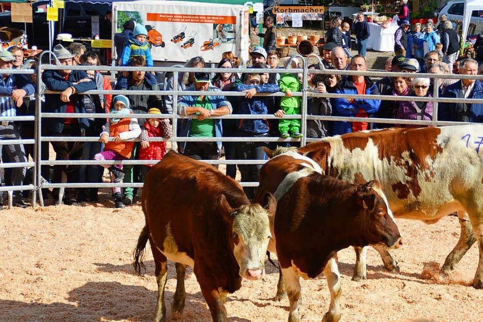 Neben der Viehversteigerung gab es beim Weideviehmarkt in Wies ein interessantes Rahmenprogramm (Foto: Edgar Steinfelder) Neben der Viehversteigerung gab es beim Weideviehmarkt in Wies ein interessantes Rahmenprogramm (Foto: Edgar Steinfelder)