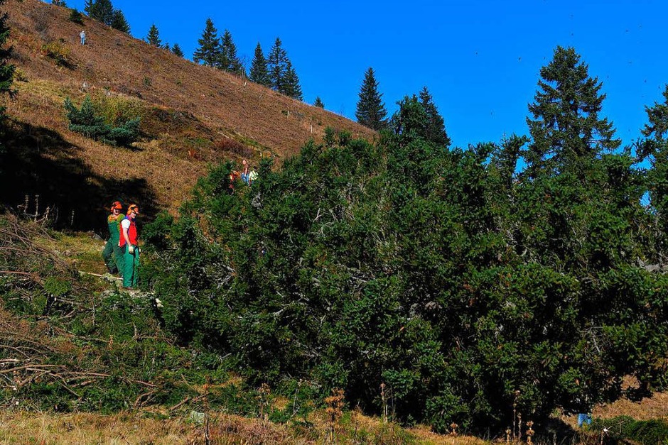 "Baum fällt" - neben vielen Helfern für die Handarbeit waren auch Forstprofis im Einsatz. Der Abtransport der großen Stämme erfolgte flächenschonend durch zwei Ardenner Rückepferde von Jürgen Duddek aus March. (Foto: Wolfgang Scheu) "Baum fällt" - neben vielen Helfern für die Handarbeit waren auch Forstprofis im Einsatz. Der Abtransport der großen Stämme erfolgte flächenschonend durch zwei Ardenner Rückepferde von Jürgen Duddek aus March. (Foto: Wolfgang Scheu)