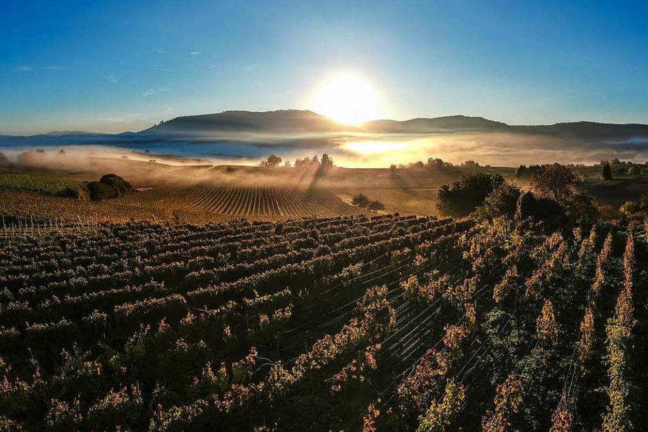 Ein toller Sonnenaufgang über den Weinreben bei Friesenheim. (Foto: Michael Sauer) Ein toller Sonnenaufgang über den Weinreben bei Friesenheim. (Foto: Michael Sauer)