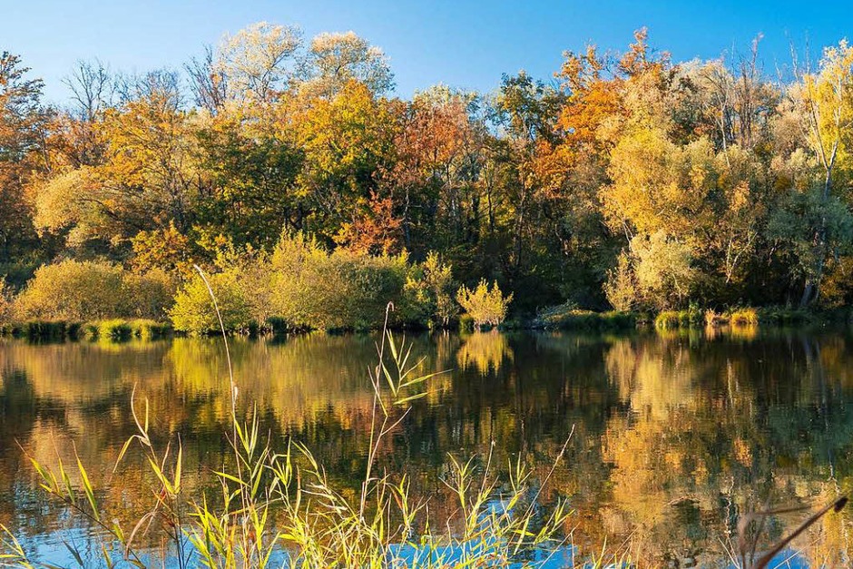 Die herbstlichen Auenlandschaft beim Altrhein bei Ichenheim. (Foto: Michael Sauer) Die herbstlichen Auenlandschaft beim Altrhein bei Ichenheim. (Foto: Michael Sauer)