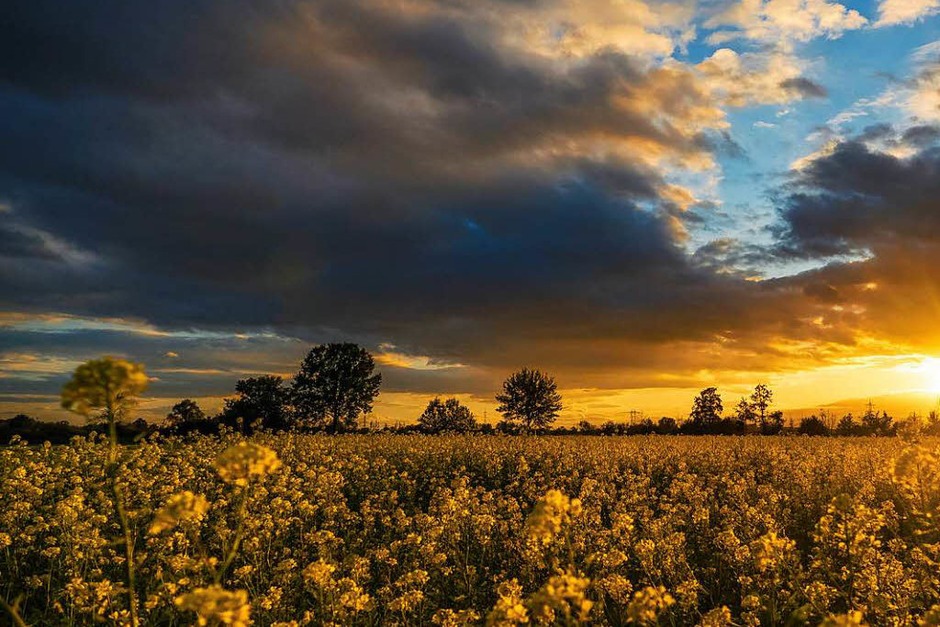 Die Felder bei Nonnenweier im schönsten Sonnenuntergangslicht. (Foto: Michael Sauer) Die Felder bei Nonnenweier im schönsten Sonnenuntergangslicht. (Foto: Michael Sauer)