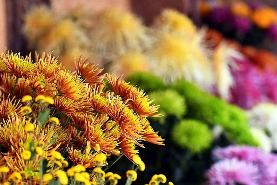 Impressionen vom Eröffnungswochenende der Chrysanthema 2017 (Foto: Wolfgang Künstle) Impressionen vom Eröffnungswochenende der Chrysanthema 2017 (Foto: Wolfgang Künstle)