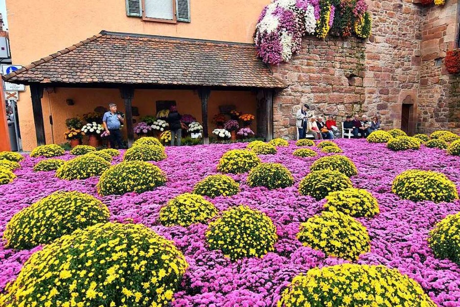 Impressionen vom Eröffnungswochenende der Chrysanthema 2017 (Foto: Wolfgang Künstle) Impressionen vom Eröffnungswochenende der Chrysanthema 2017 (Foto: Wolfgang Künstle)