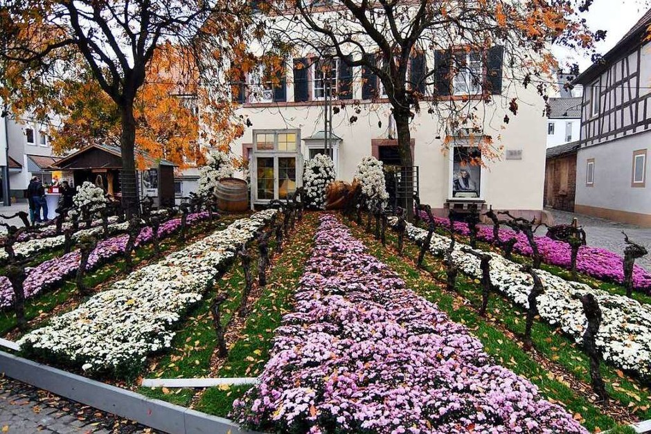Impressionen vom Eröffnungswochenende der Chrysanthema 2017 (Foto: Wolfgang Künstle) Impressionen vom Eröffnungswochenende der Chrysanthema 2017 (Foto: Wolfgang Künstle)