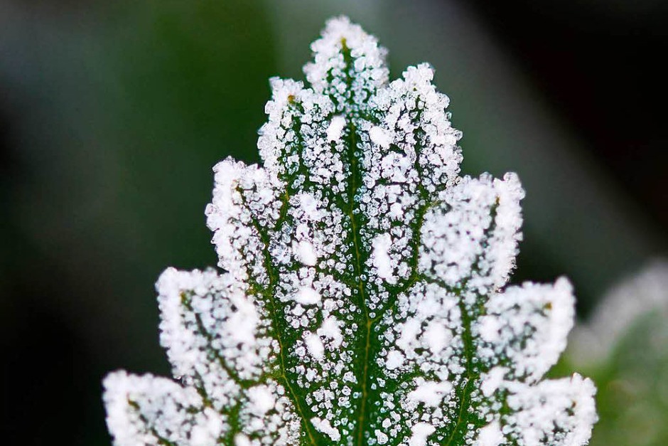 Kunstwerke: Blüten, Blätter und Gräser in einem Kleid aus Frostkristallen (Foto: dpa) Kunstwerke: Blüten, Blätter und Gräser in einem Kleid aus Frostkristallen (Foto: dpa)