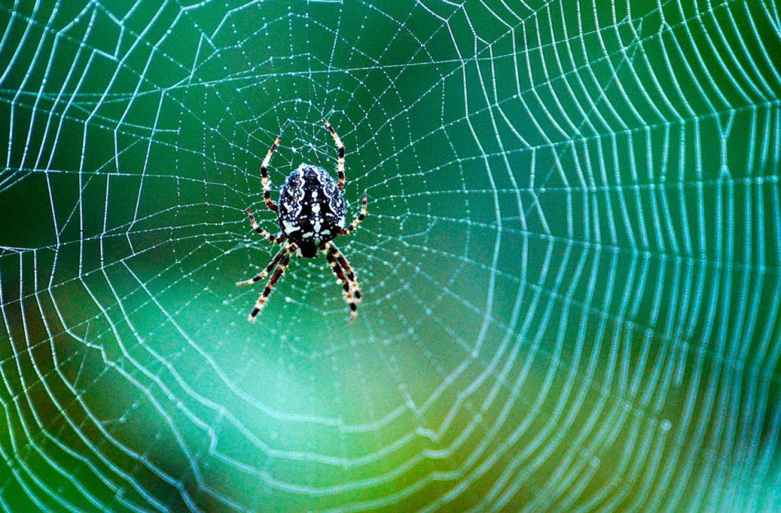Wie spinnen Spinnen ihr Netz? - Fragen Sie nur - Badische Zeitung