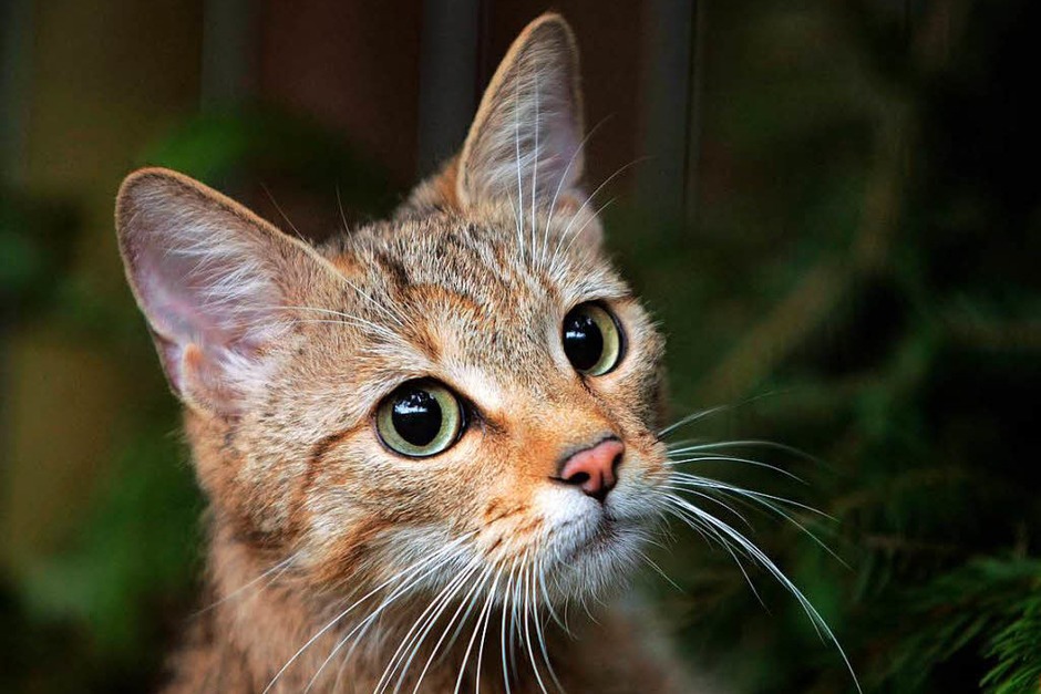 Wildkatzen brauchen Lebensräume, die miteinander vernetzt sind, damit sie wandern können und durch Fortpflanzung ihre Gene austauschen. Das ist auch wichtig, damit sich die Arten etwa an Klimaveränderungen anpassen. (Foto: dpa) Wildkatzen brauchen Lebensräume, die miteinander vernetzt sind, damit sie wandern können und durch Fortpflanzung ihre Gene austauschen. Das ist auch wichtig, damit sich die Arten etwa an Klimaveränderungen anpassen. (Foto: dpa)