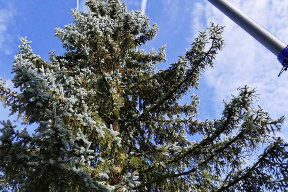 Der Baum misst geschätzte 18 Meter und musste zunächst mit dem Tieflader zum Alten Marktplatz gebracht werden. Dann hob ein Kran die Tanne in das 1,7 Meter tiefe Loch, das als Christbaumständer fungiert. (Foto: Jannik Jürgens) Der Baum misst geschätzte 18 Meter und musste zunächst mit dem Tieflader zum Alten Marktplatz gebracht werden. Dann hob ein Kran die Tanne in das 1,7 Meter tiefe Loch, das als Christbaumständer fungiert. (Foto: Jannik Jürgens)