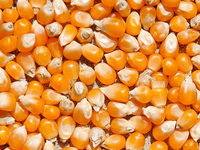 Wie entsteht aus Mais Popcorn? Wie entsteht aus Mais Popcorn?