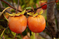 Die Kaki ist ein ideales Obst für Sportler Die Kaki ist ein ideales Obst für Sportler