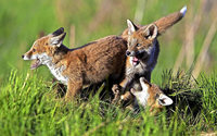 Fotos des Wildtierfotografen Erich Marek in Feldberg Fotos des Wildtierfotografen Erich Marek in Feldberg