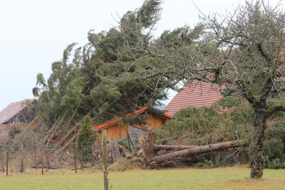 In Unadingen fielen fast alle Tannen samt Garage in einem Garten in der Kirchäckerstraße dem Orkantief zum Opfer. (Foto: Christa Maier) In Unadingen fielen fast alle Tannen samt Garage in einem Garten in der Kirchäckerstraße dem Orkantief zum Opfer. (Foto: Christa Maier)