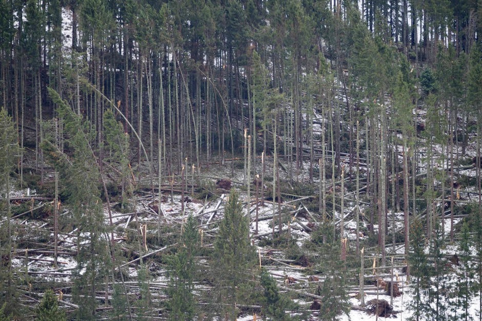 Am Winterberg in Falkau hat Burglind Spuren der Verwüstung hinterlassen, Bäume knickten reihenweise um. (Foto: Susanne Gilg) Am Winterberg in Falkau hat Burglind Spuren der Verwüstung hinterlassen, Bäume knickten reihenweise um. (Foto: Susanne Gilg)