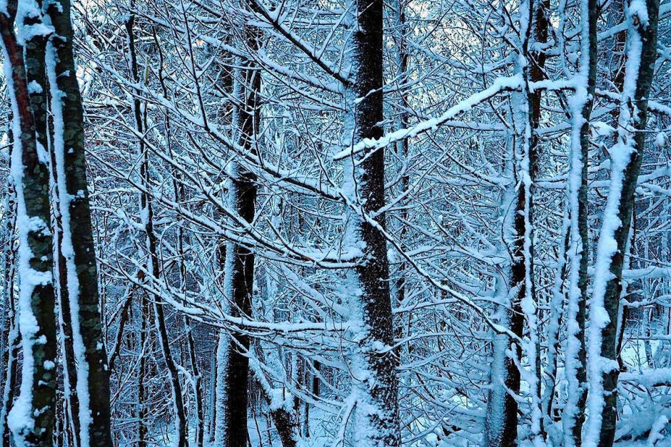 Klirrende Kälte, blauer Himmel und Sonnenschein: So zeigt sich der Hochschwarzwald zum Ende der närrischen Tage. (Foto: Susanne Gilg) Klirrende Kälte, blauer Himmel und Sonnenschein: So zeigt sich der Hochschwarzwald zum Ende der närrischen Tage. (Foto: Susanne Gilg)