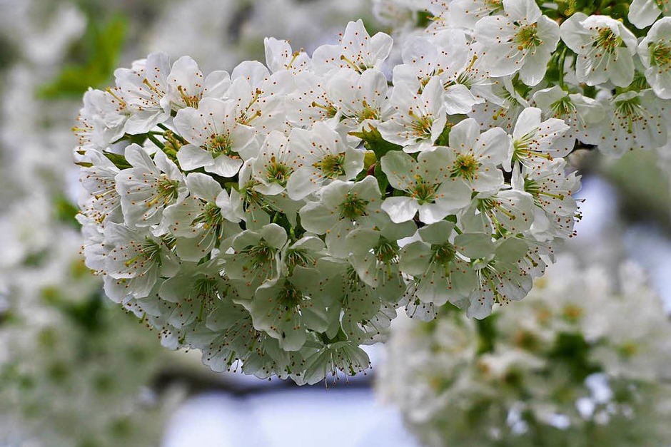 Blüten satt. (Foto: Markus Donner) Blüten satt. (Foto: Markus Donner)