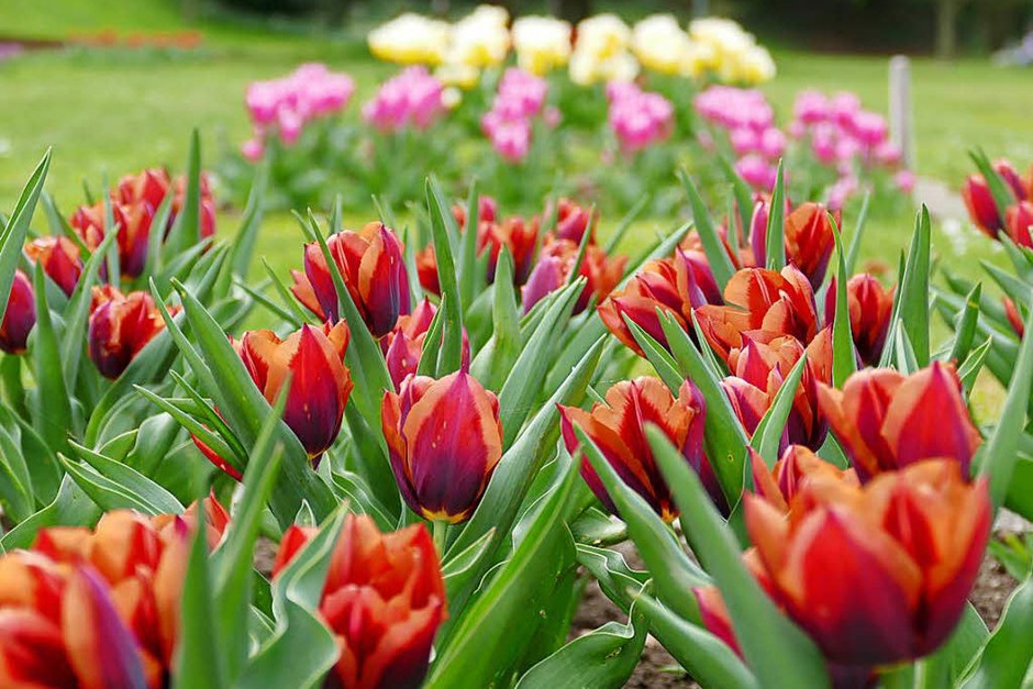 Der Frühling hält endlich Einzug und allerorten sprießt und gedeiht es. Bad Krozingen und sein Kurpark stehen da nicht nach und laden mit blühender Pracht an vielen Stellen der Kurstadt ein. (Foto: Hans-Peter Müller) Der Frühling hält endlich Einzug und allerorten sprießt und gedeiht es. Bad Krozingen und sein Kurpark stehen da nicht nach und laden mit blühender Pracht an vielen Stellen der Kurstadt ein. (Foto: Hans-Peter Müller)