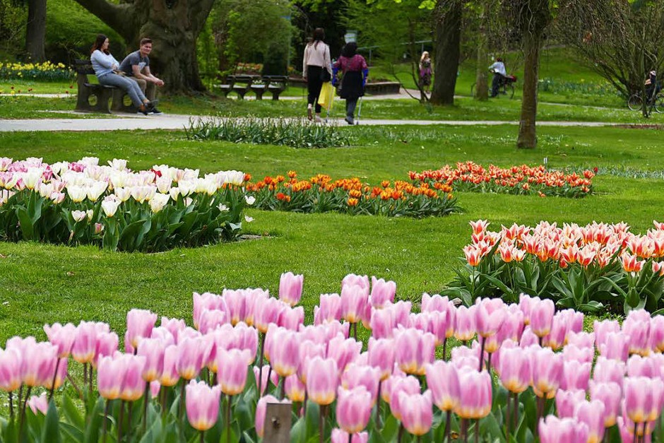Der Frühling hält endlich Einzug und allerorten sprießt und gedeiht es. Bad Krozingen und sein Kurpark stehen da nicht nach und laden mit blühender Pracht an vielen Stellen der Kurstadt ein. (Foto: Hans-Peter Müller) Der Frühling hält endlich Einzug und allerorten sprießt und gedeiht es. Bad Krozingen und sein Kurpark stehen da nicht nach und laden mit blühender Pracht an vielen Stellen der Kurstadt ein. (Foto: Hans-Peter Müller)