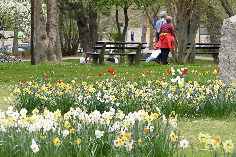 Der Frühling hält endlich Einzug und allerorten sprießt und gedeiht es. Bad Krozingen und sein Kurpark stehen da nicht nach und laden mit blühender Pracht an vielen Stellen der Kurstadt ein. (Foto: Hans-Peter Müller) Der Frühling hält endlich Einzug und allerorten sprießt und gedeiht es. Bad Krozingen und sein Kurpark stehen da nicht nach und laden mit blühender Pracht an vielen Stellen der Kurstadt ein. (Foto: Hans-Peter Müller)