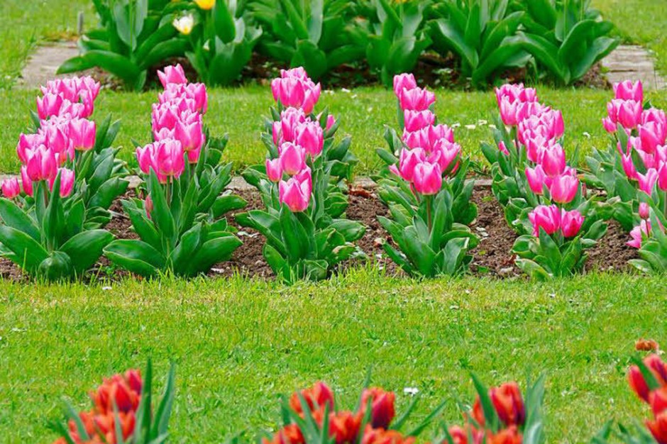 Der Frühling hält endlich Einzug und allerorten sprießt und gedeiht es. Bad Krozingen und sein Kurpark stehen da nicht nach und laden mit blühender Pracht an vielen Stellen der Kurstadt ein. (Foto: Hans-Peter Müller) Der Frühling hält endlich Einzug und allerorten sprießt und gedeiht es. Bad Krozingen und sein Kurpark stehen da nicht nach und laden mit blühender Pracht an vielen Stellen der Kurstadt ein. (Foto: Hans-Peter Müller)