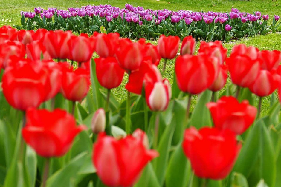 Der Frühling hält endlich Einzug und allerorten sprießt und gedeiht es. Bad Krozingen und sein Kurpark stehen da nicht nach und laden mit blühender Pracht an vielen Stellen der Kurstadt ein. (Foto: Hans-Peter Müller) Der Frühling hält endlich Einzug und allerorten sprießt und gedeiht es. Bad Krozingen und sein Kurpark stehen da nicht nach und laden mit blühender Pracht an vielen Stellen der Kurstadt ein. (Foto: Hans-Peter Müller)