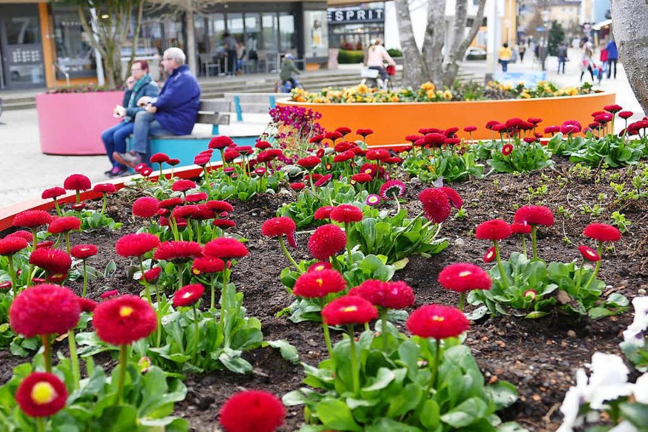 Der Frühling hält endlich Einzug und allerorten sprießt und gedeiht es. Bad Krozingen und sein Kurpark stehen da nicht nach und laden mit blühender Pracht an vielen Stellen der Kurstadt ein. (Foto: Hans-Peter Müller) Der Frühling hält endlich Einzug und allerorten sprießt und gedeiht es. Bad Krozingen und sein Kurpark stehen da nicht nach und laden mit blühender Pracht an vielen Stellen der Kurstadt ein. (Foto: Hans-Peter Müller)
