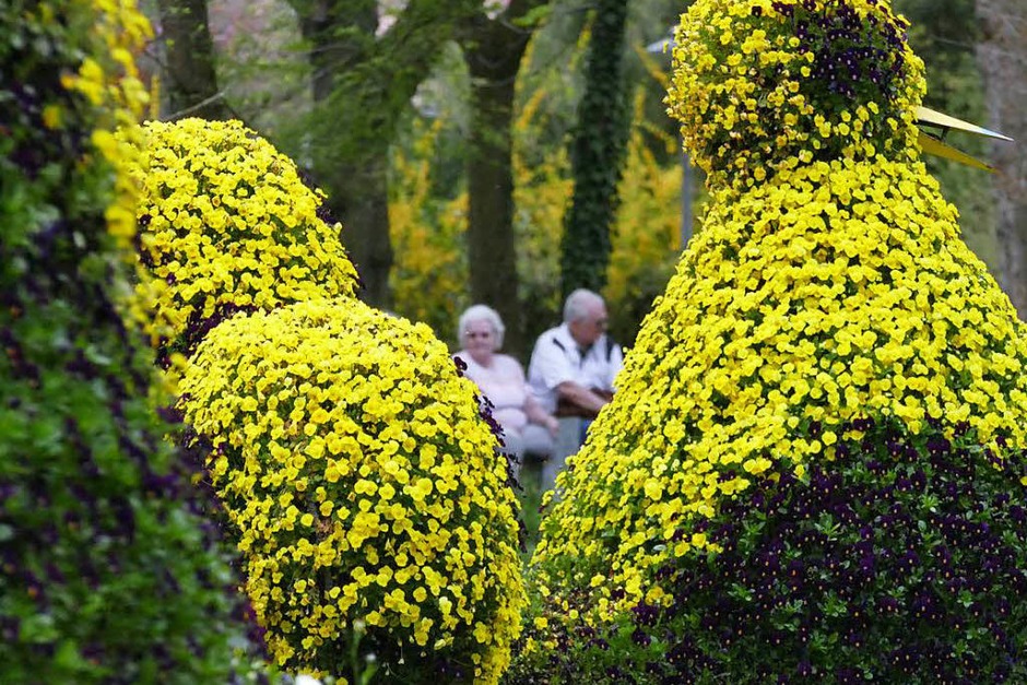 Der Frühling hält endlich Einzug und allerorten sprießt und gedeiht es. Bad Krozingen und sein Kurpark stehen da nicht nach und laden mit blühender Pracht an vielen Stellen der Kurstadt ein. (Foto: Hans-Peter Müller) Der Frühling hält endlich Einzug und allerorten sprießt und gedeiht es. Bad Krozingen und sein Kurpark stehen da nicht nach und laden mit blühender Pracht an vielen Stellen der Kurstadt ein. (Foto: Hans-Peter Müller)