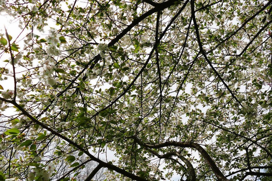 Der Frühling hält endlich Einzug und allerorten sprießt und gedeiht es. Bad Krozingen und sein Kurpark stehen da nicht nach und laden mit blühender Pracht an vielen Stellen der Kurstadt ein. (Foto: Hans-Peter Müller) Der Frühling hält endlich Einzug und allerorten sprießt und gedeiht es. Bad Krozingen und sein Kurpark stehen da nicht nach und laden mit blühender Pracht an vielen Stellen der Kurstadt ein. (Foto: Hans-Peter Müller)