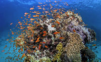 Millionen für Schutz des Great Barrier Reef Millionen für Schutz des Great Barrier Reef