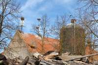 Auf dem Mundenhof gibt es so viele Storchennester wie noch nie Auf dem Mundenhof gibt es so viele Storchennester wie noch nie