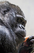 Basel verliert weltberühmte Gorilladame Basel verliert weltberühmte Gorilladame