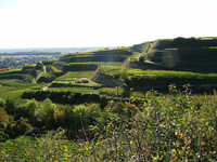 BZ-Wanderung auf dem Panoramaweg Ihringen BZ-Wanderung auf dem Panoramaweg Ihringen