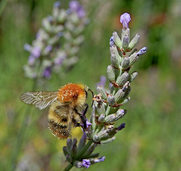 1 000 Blüten in 18 Stunden 1 000 Blüten in 18 Stunden