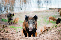 Der Südwesten wappnet sich für die Schweinepest Der Südwesten wappnet sich für die Schweinepest