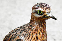 Bauern klagen gegen die Erweiterung des Vogelschutzgebiets Bauern klagen gegen die Erweiterung des Vogelschutzgebiets