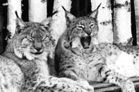 Auf dem Mundenhof gab es mal Luchse – und Pumas Auf dem Mundenhof gab es mal Luchse – und Pumas