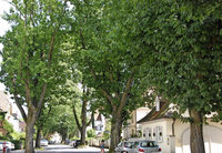 Schattenspender, Lebensraum, Luftreiniger Schattenspender, Lebensraum, Luftreiniger