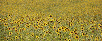 Blumenparadies Blumenparadies