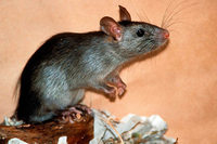 Essensreste locken in den Städten die Ratten an Essensreste locken in den Städten die Ratten an