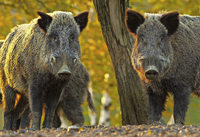 Europas Kampf gegen die Schweinepest Europas Kampf gegen die Schweinepest